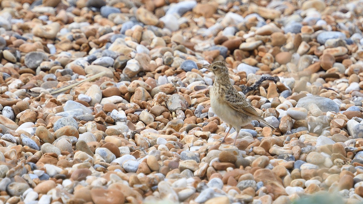 Eurasian Skylark - ML641432758