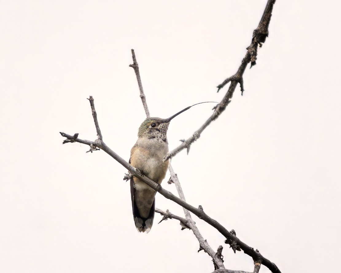 Broad-tailed Hummingbird - ML641432760