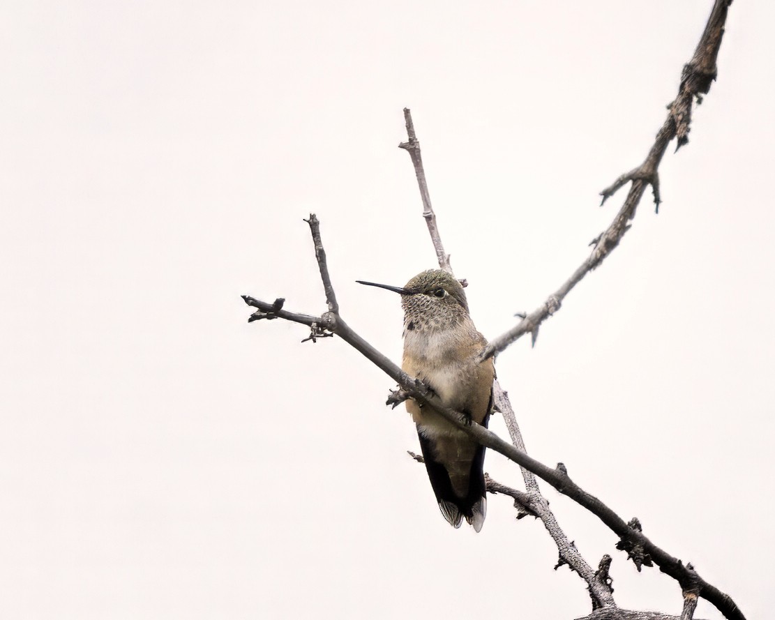 Broad-tailed Hummingbird - ML641432761