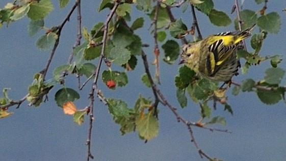 Eurasian Siskin - ML641432768