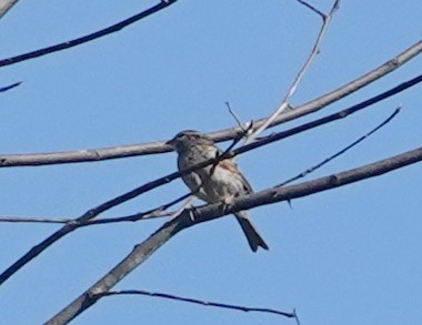 Purple Finch - ML641432788