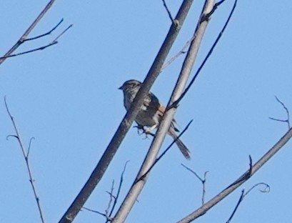 Purple Finch - ML641432789