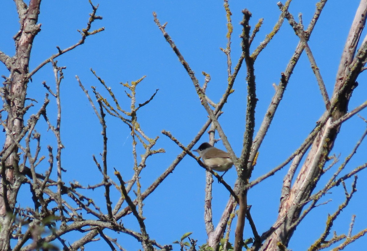 Eurasian Blackcap - ML641432793