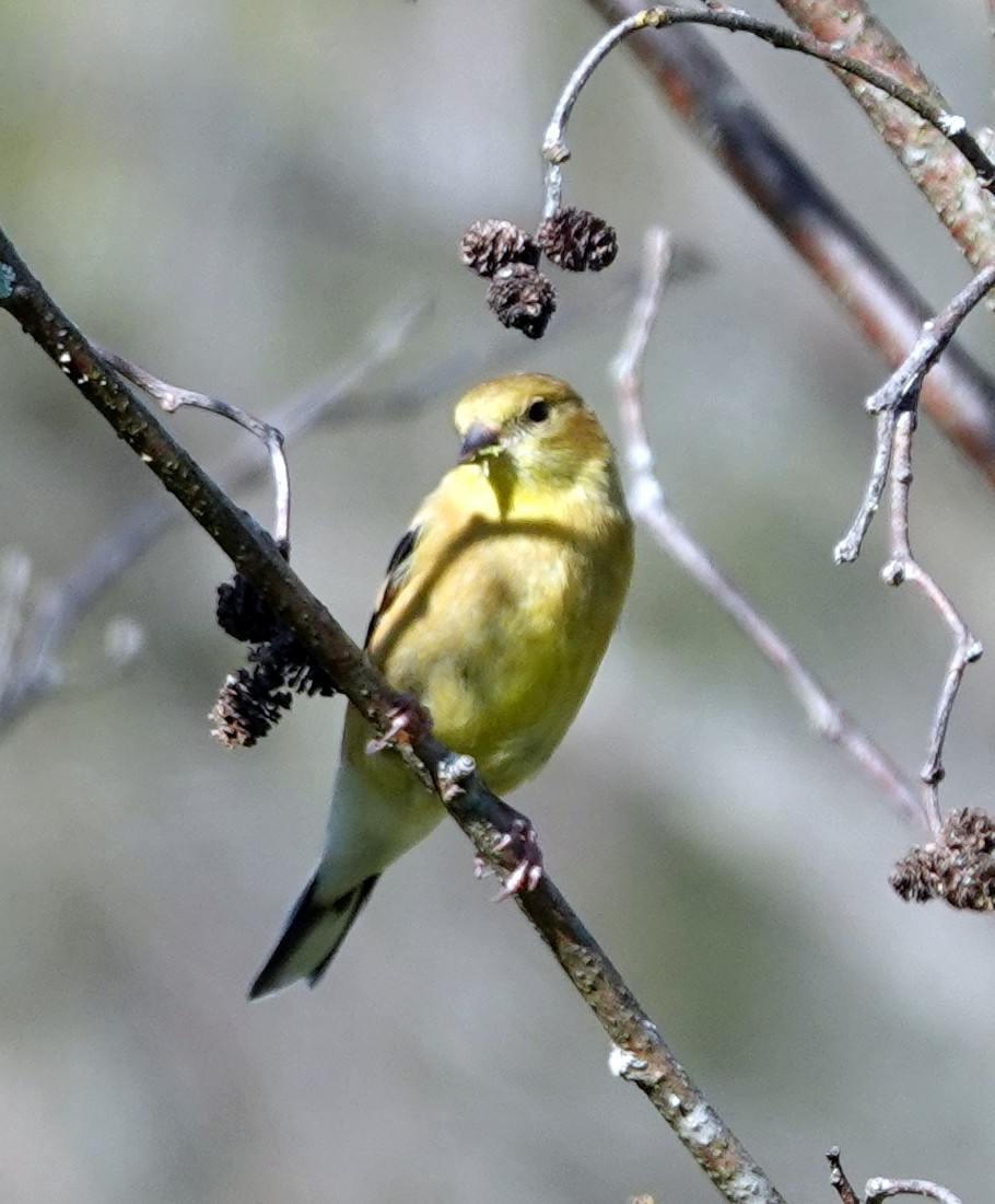 American Goldfinch - ML641432809