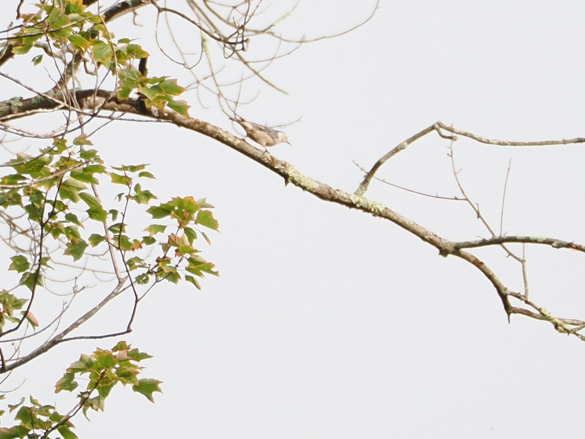 White-breasted Nuthatch - ML641432821