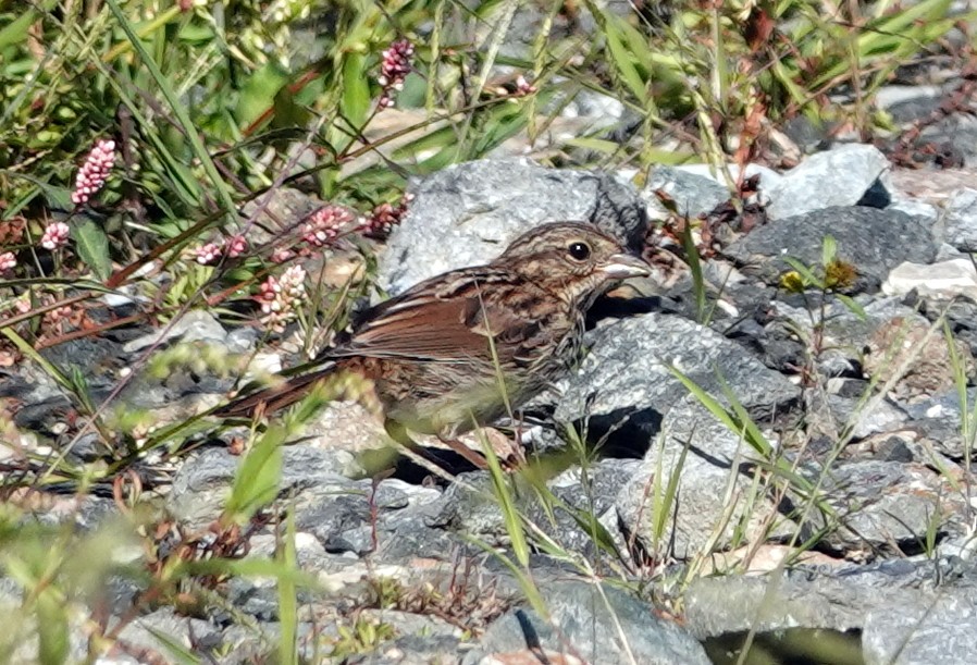 Song Sparrow - ML641432822