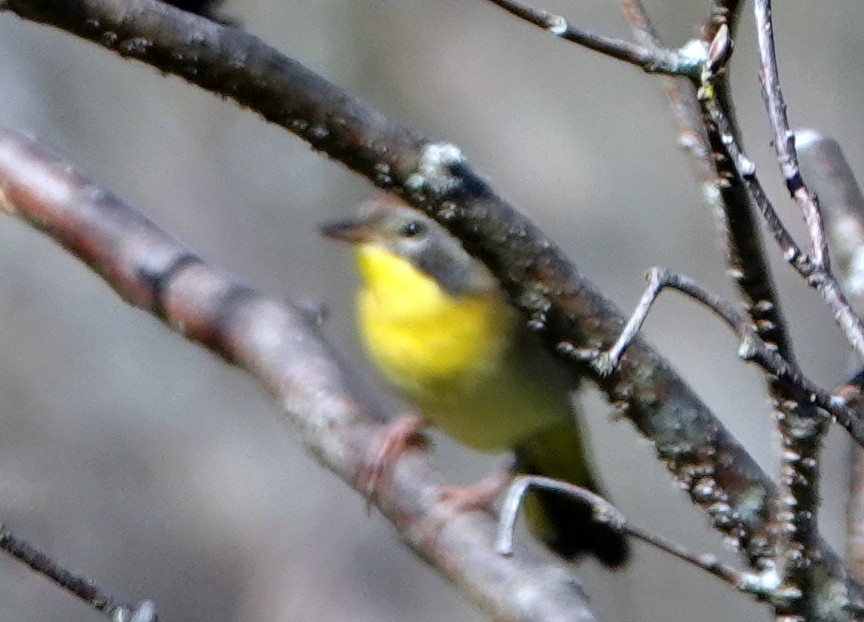 Nashville Warbler - ML641432837