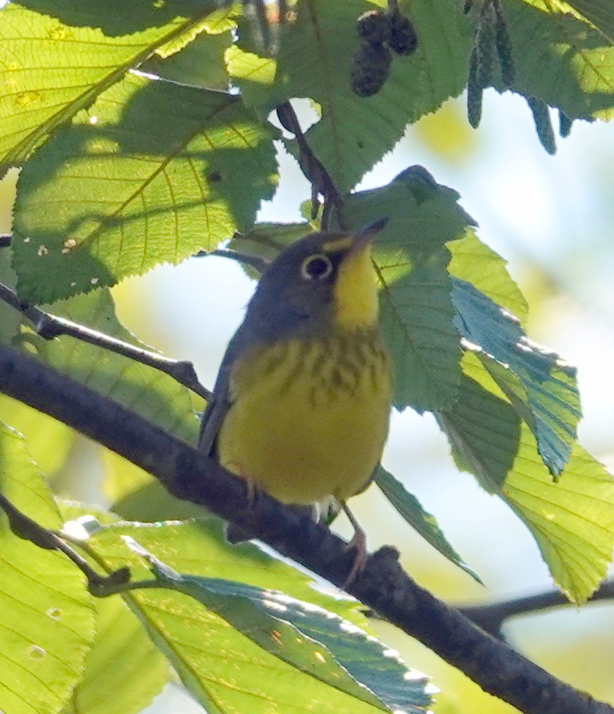 Canada Warbler - ML641432876