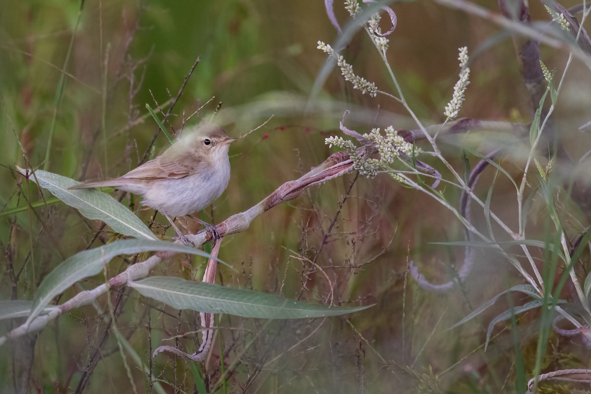Booted Warbler - ML641432877