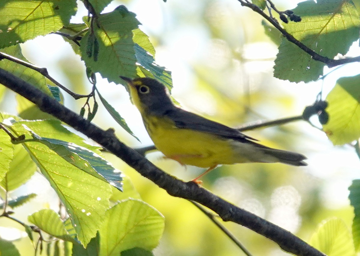 Canada Warbler - ML641432880