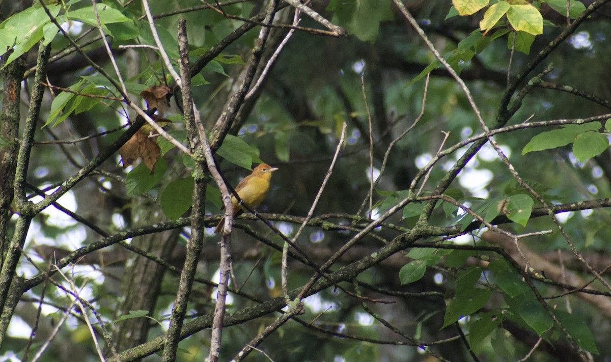 Summer Tanager - ML641432946