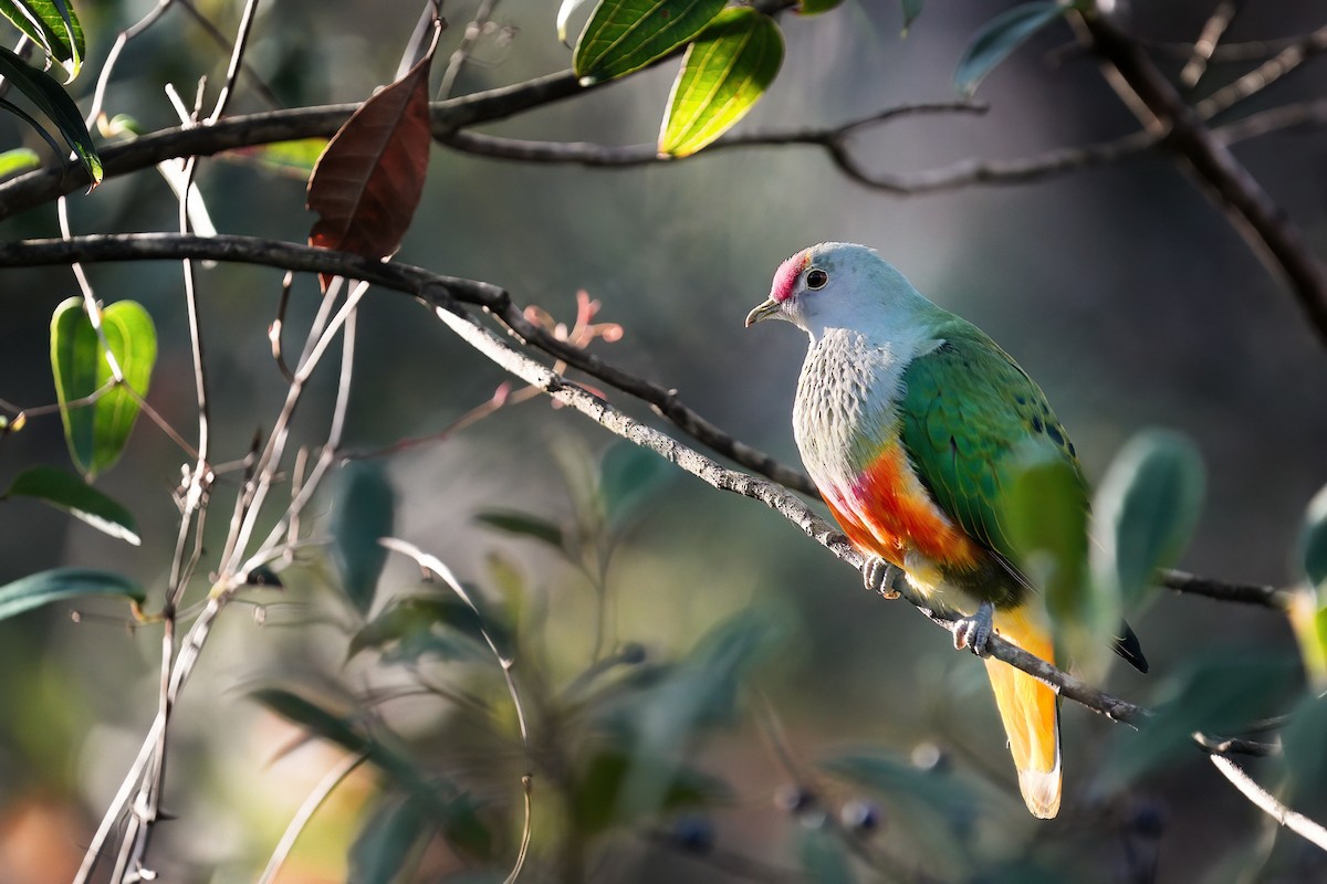 Rose-crowned Fruit-Dove - ML641432953