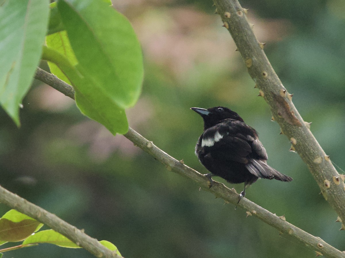 White-shouldered Tanager - ML641432977