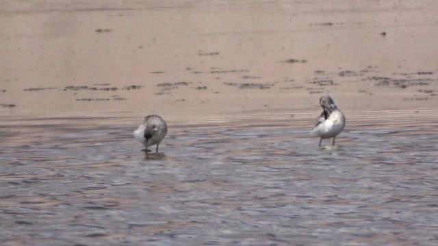 Stilt Sandpiper - ML641433012