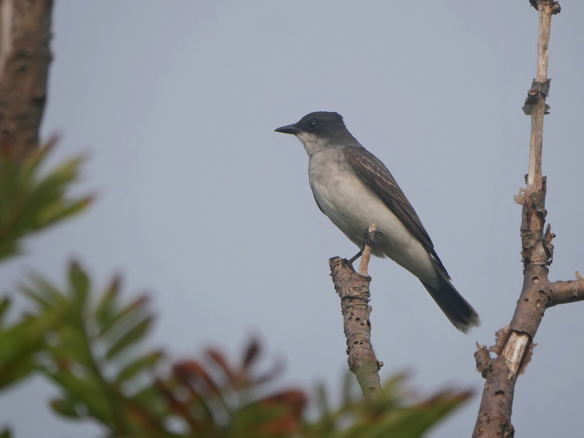 Eastern Kingbird - ML641433153