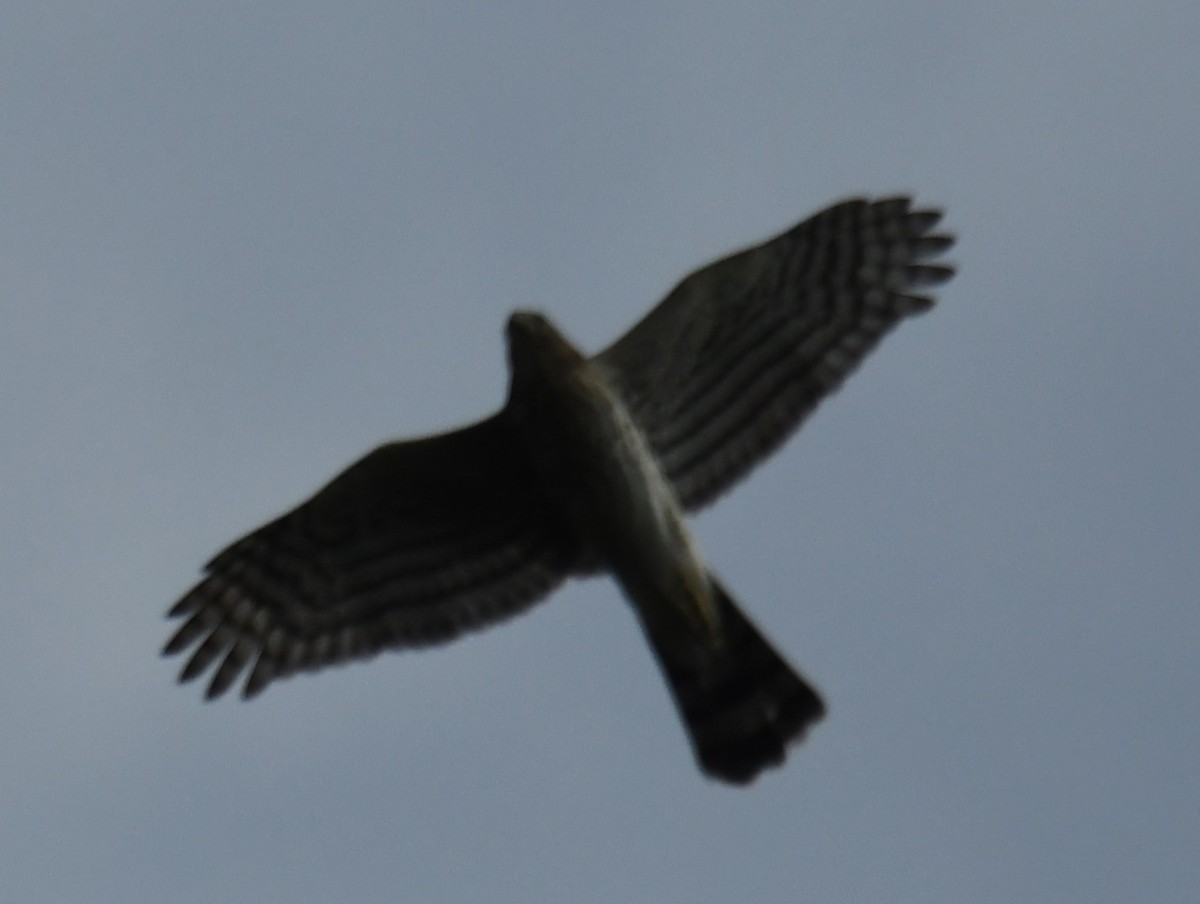 Sharp-shinned Hawk - ML641433204