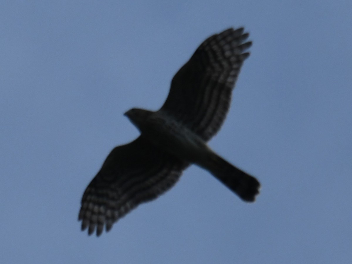 Sharp-shinned Hawk - ML641433205