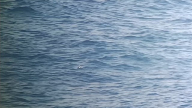 Sabine's Gull - ML641433209