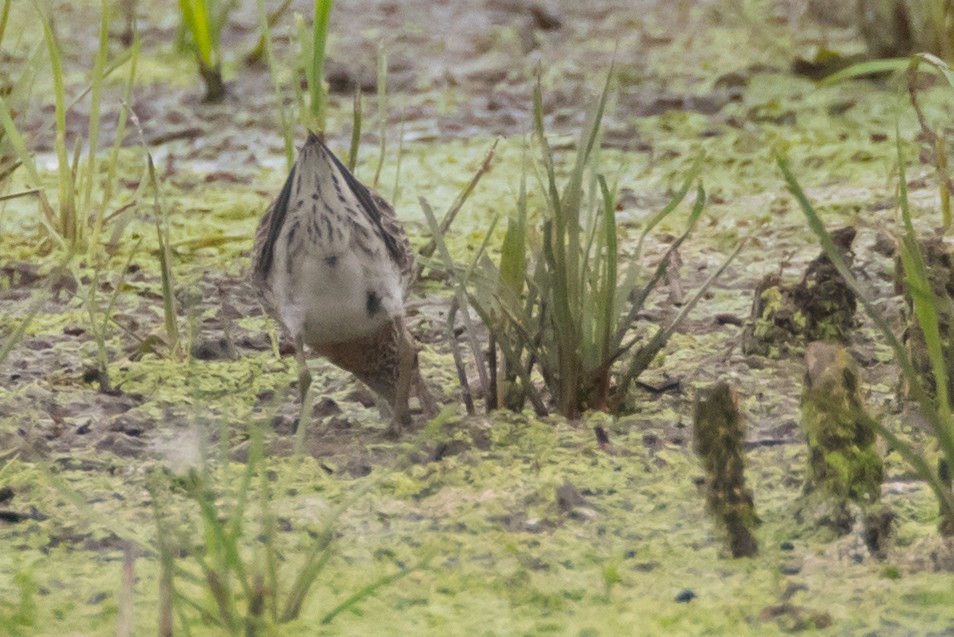 Sharp-tailed Sandpiper - ML64143321