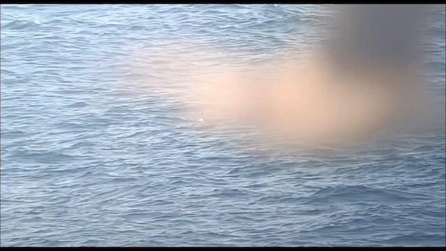Great Shearwater - ML641433225