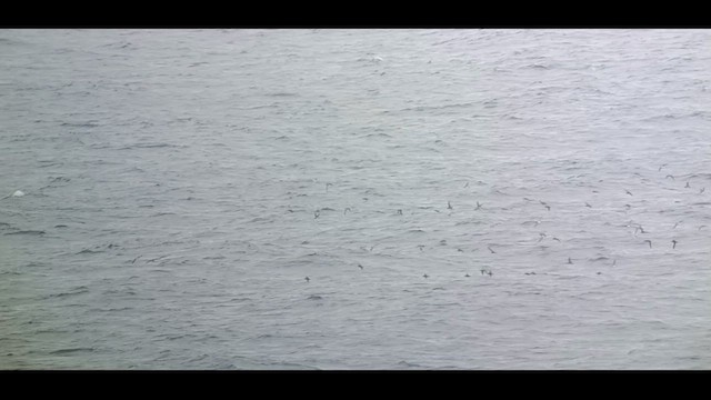 Manx Shearwater - ML641433253