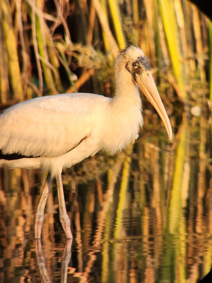 Wood Stork - ML641433336