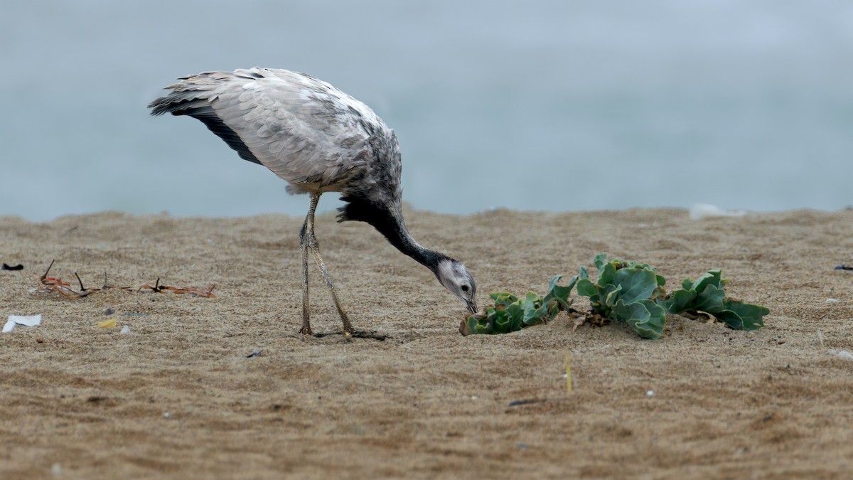 Damigella della Numidia - ML641433350