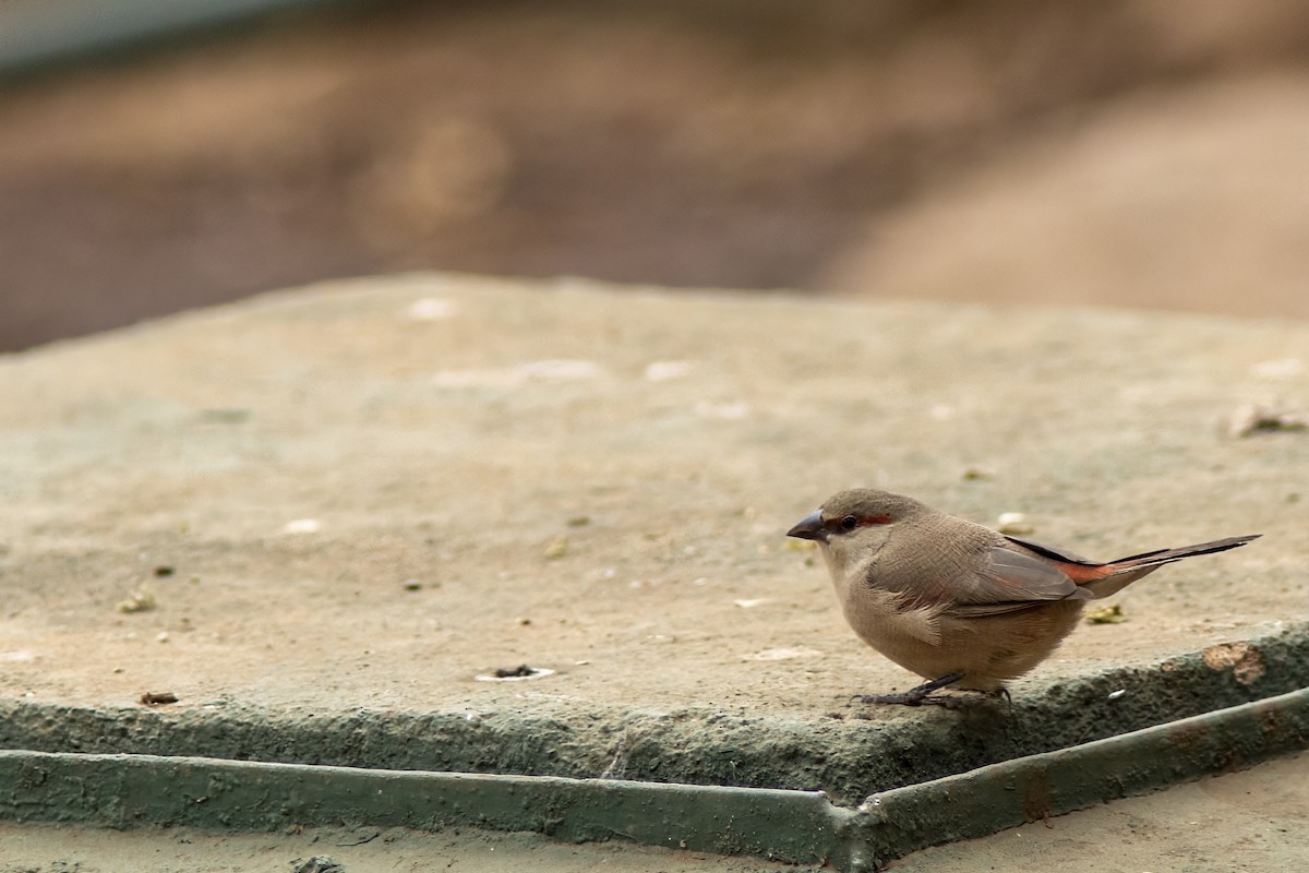 Crimson-rumped Waxbill - ML641433433