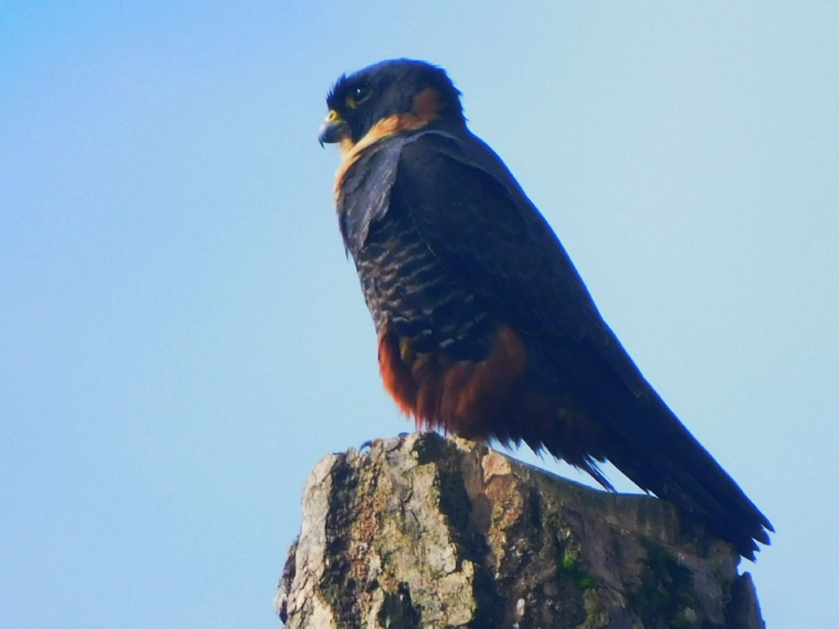 Bat Falcon - ML641433490
