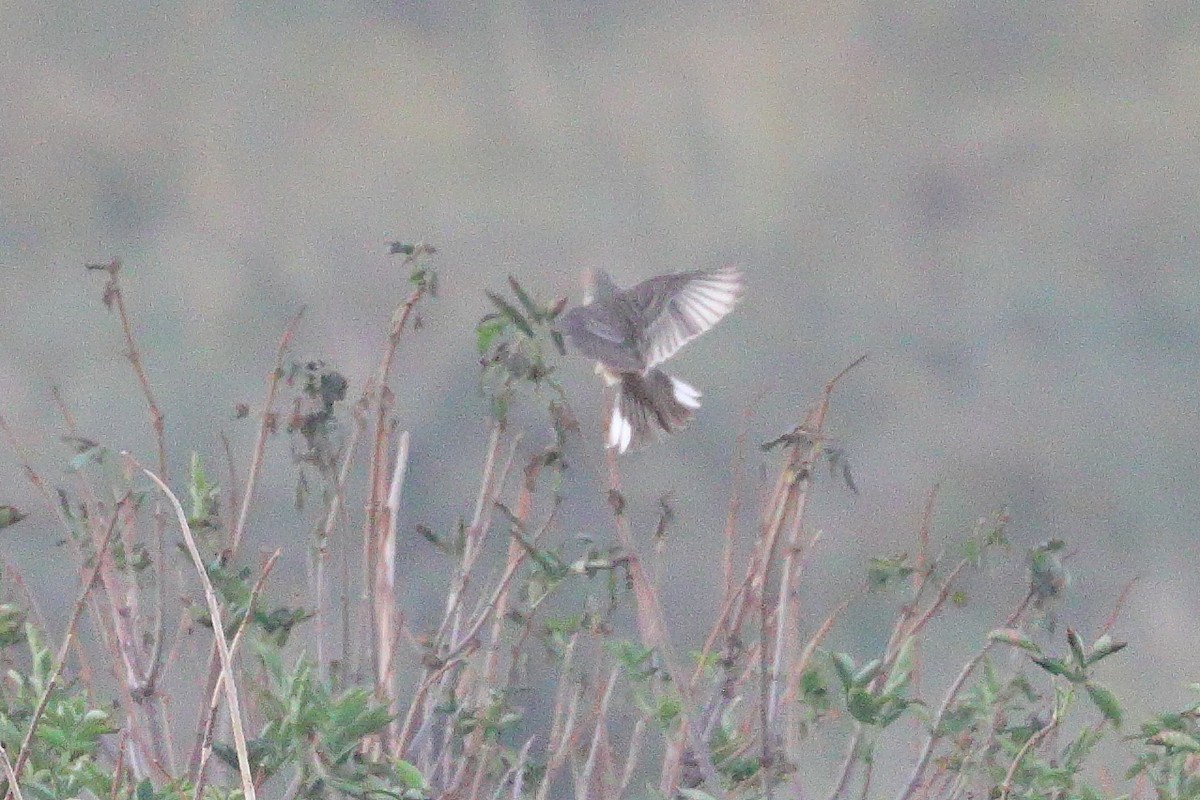 Ortolan Bunting - ML641433554