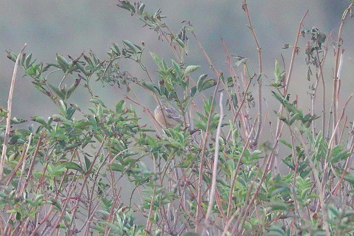 Ortolan Bunting - ML641433555
