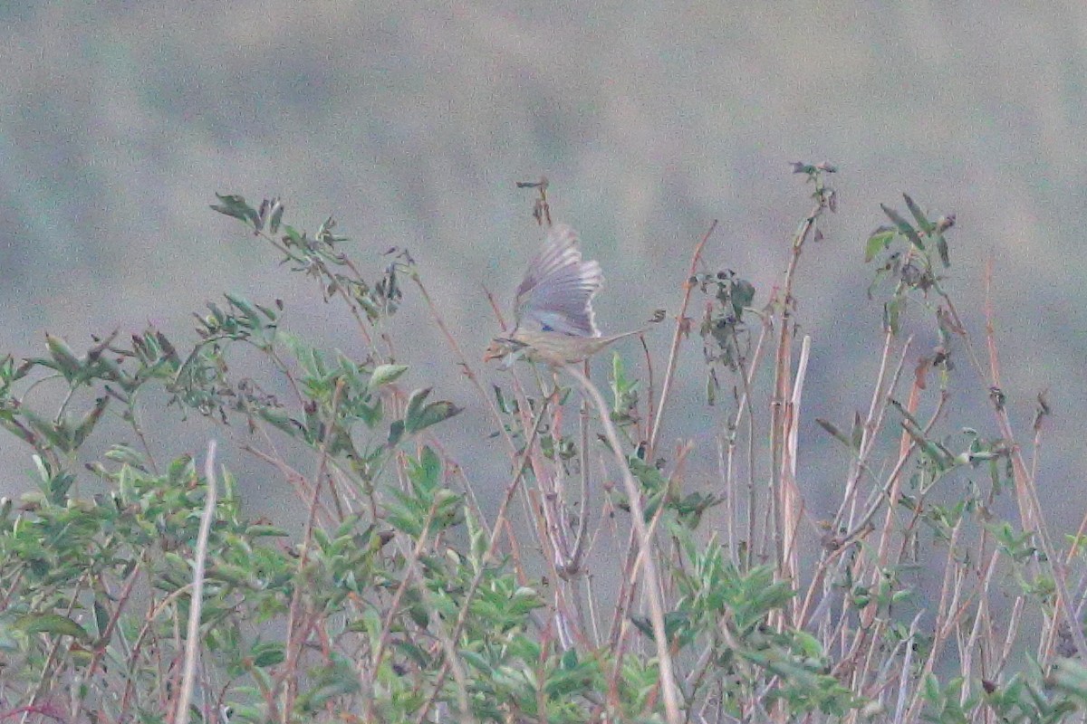 Ortolan Bunting - ML641433556