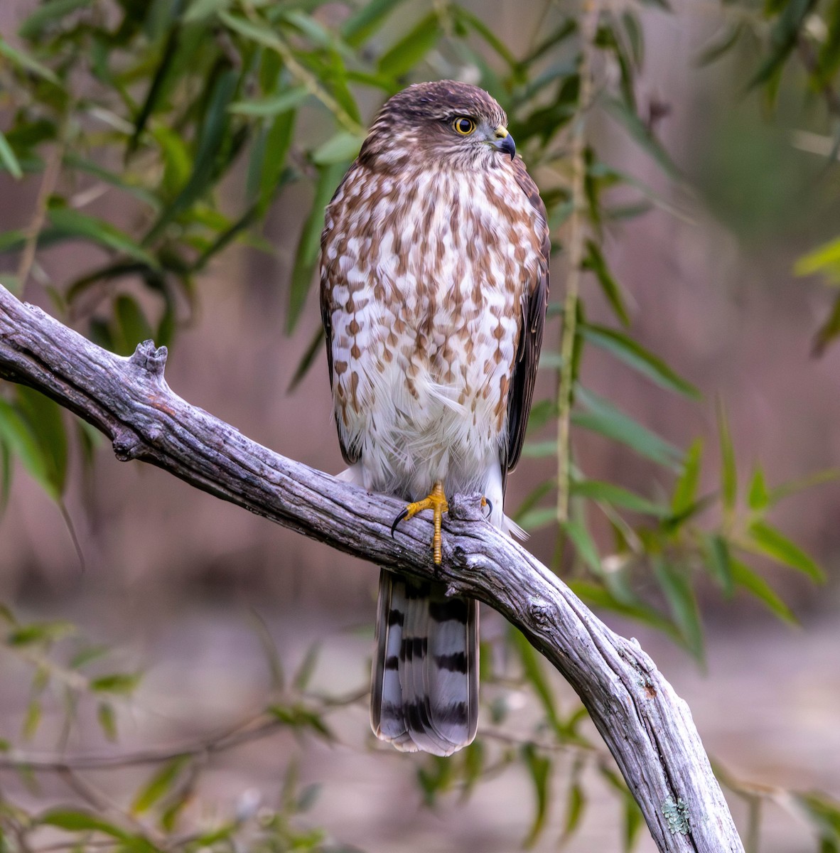 Sharp-shinned Hawk - ML641433561