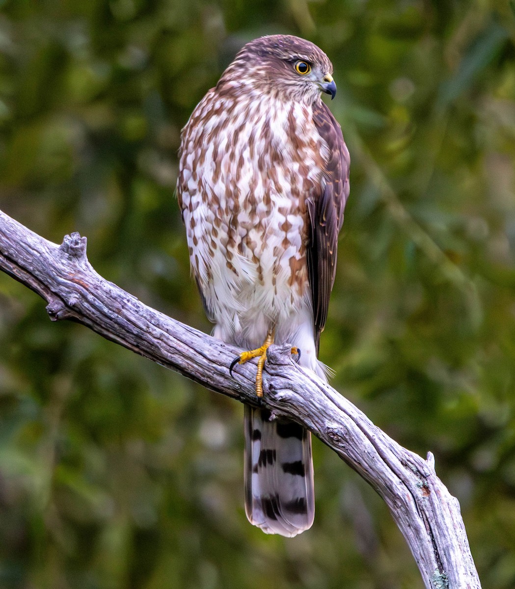 Sharp-shinned Hawk - ML641433562
