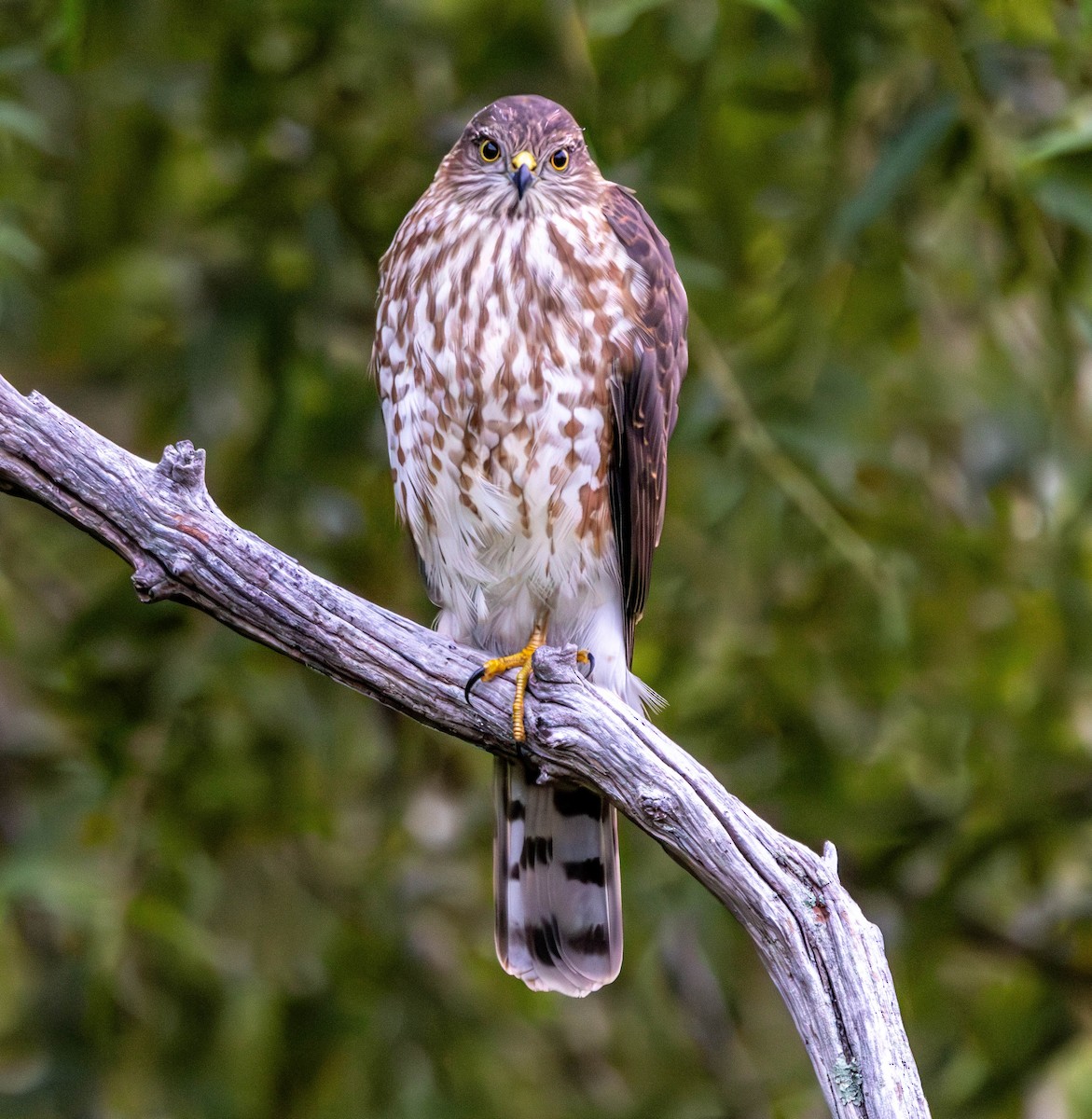 Sharp-shinned Hawk - ML641433563