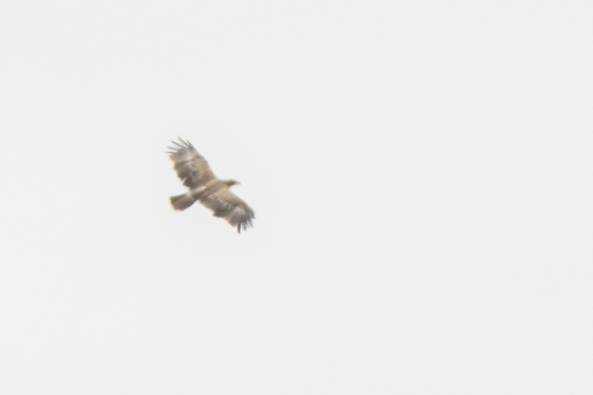 Wahlberg's Eagle - ML641433616