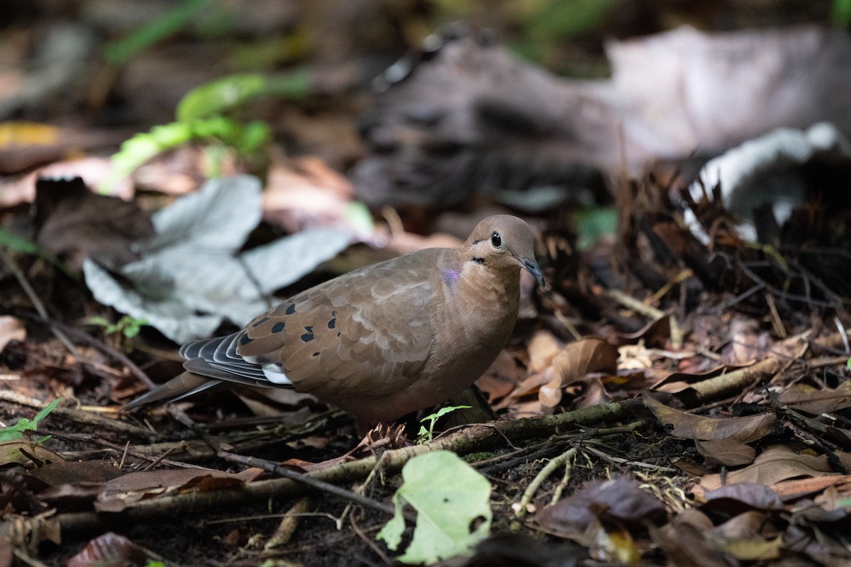 Zenaida Dove - ML641433693