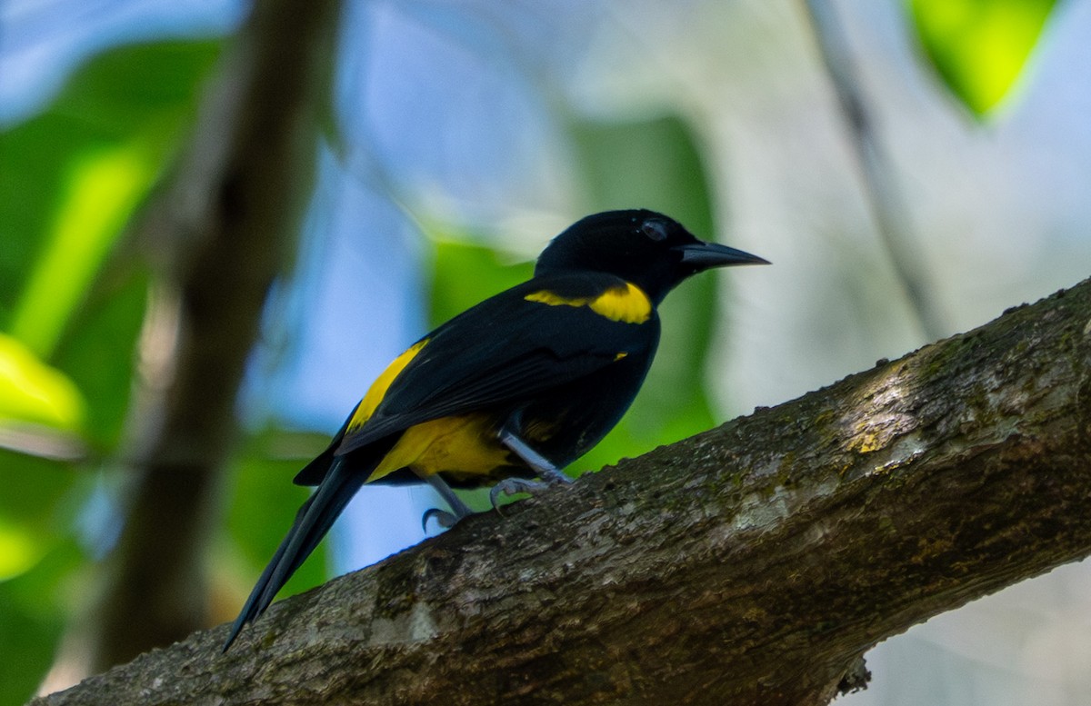 Puerto Rican Oriole - ML641433697