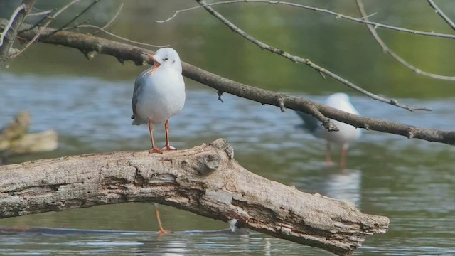 Black-headed Gull - ML641433810