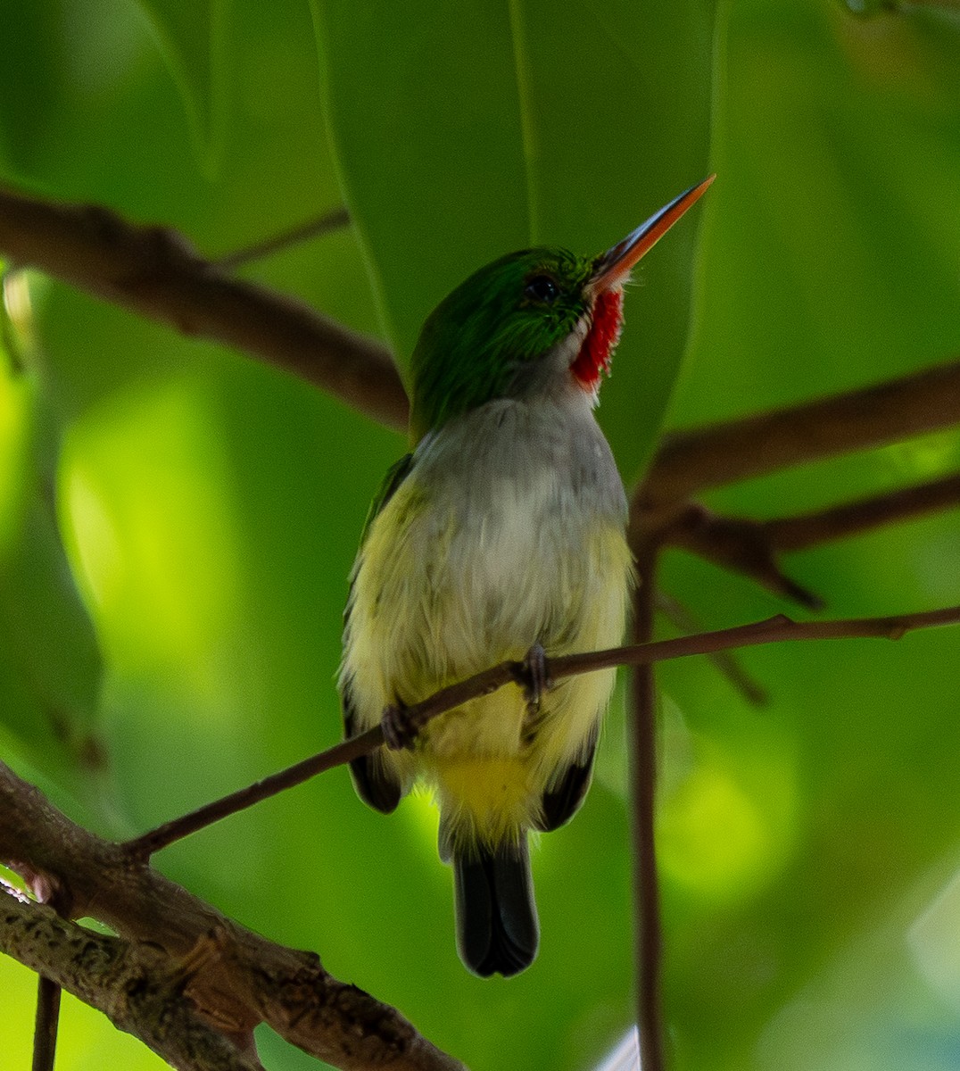 Puerto Rican Tody - ML641433812