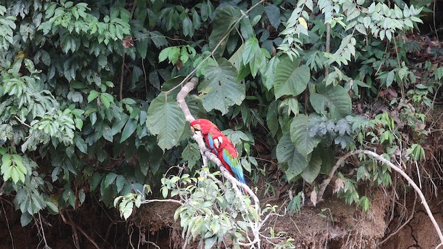 Red-and-green Macaw - ML641433814