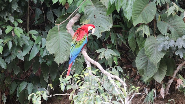 Red-and-green Macaw - ML641433815