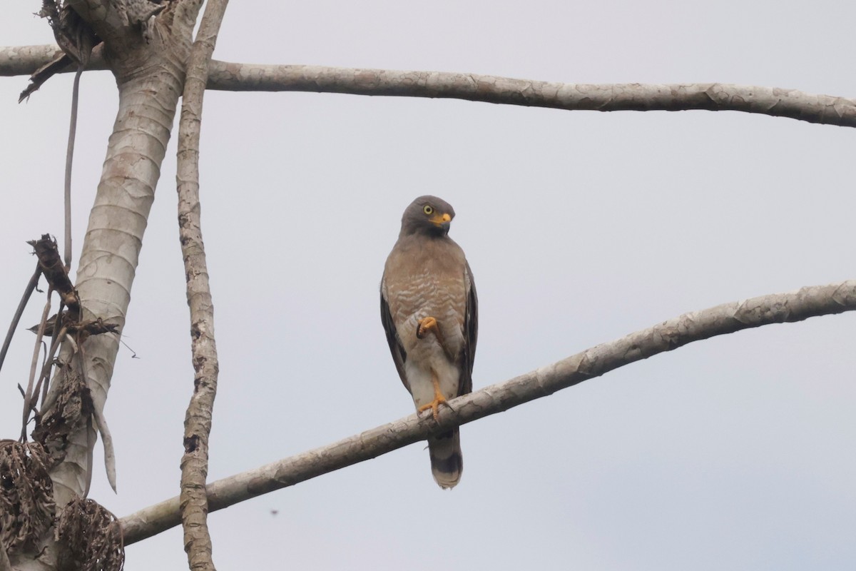 Roadside Hawk (Southern) - ML641433816