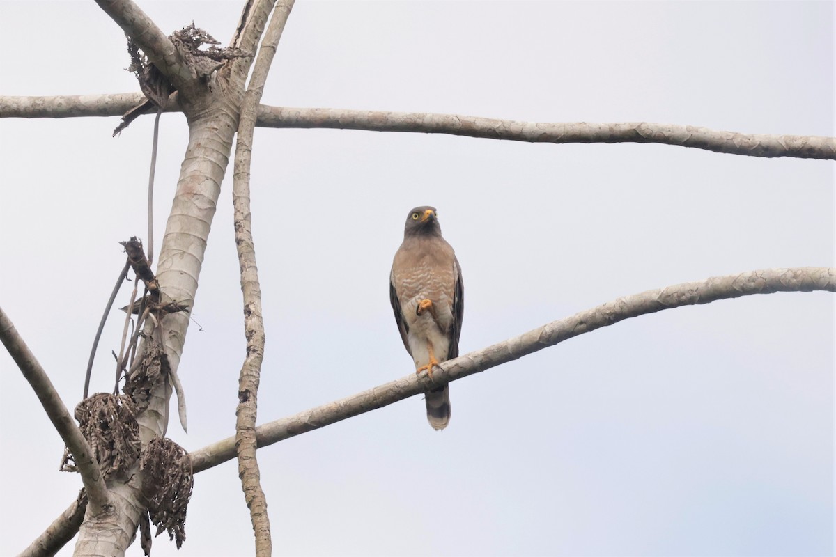 Roadside Hawk (Southern) - ML641433817