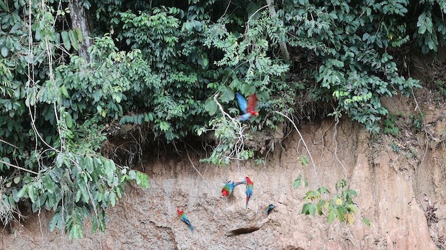 Red-and-green Macaw - ML641433828