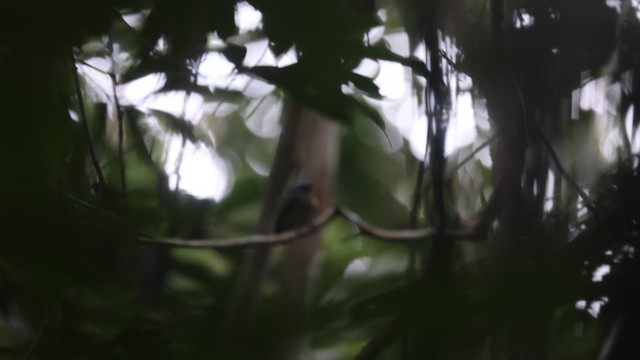 Blue-capped Manakin (Exquisite) - ML641433854