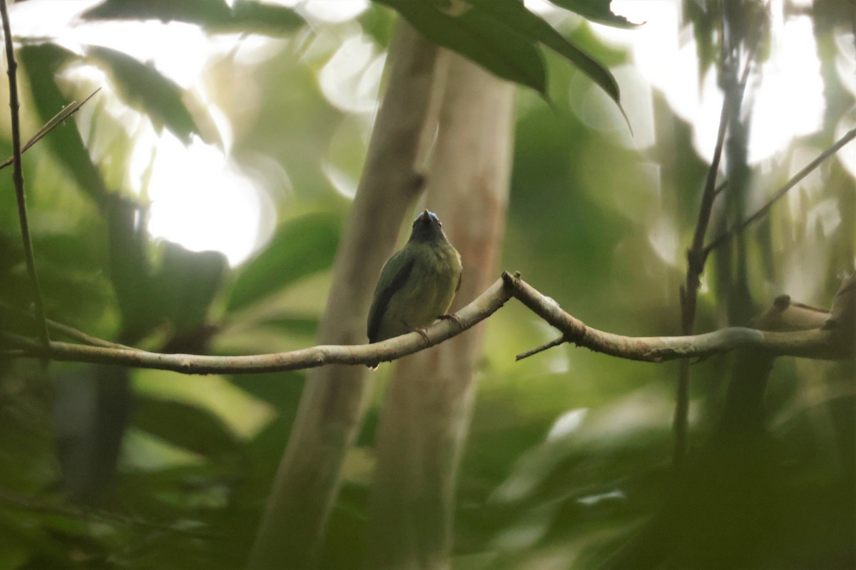 Blue-capped Manakin (Exquisite) - ML641433859