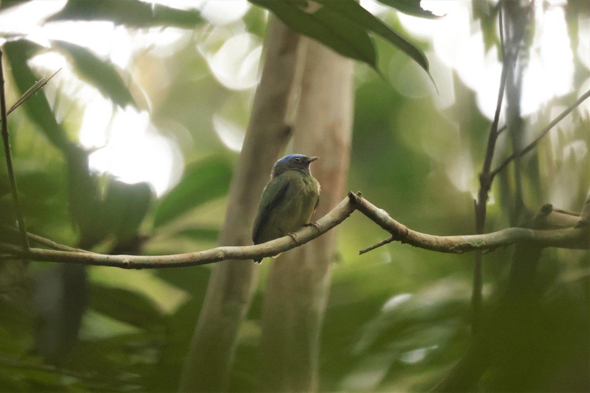 Blue-capped Manakin (Exquisite) - ML641433860