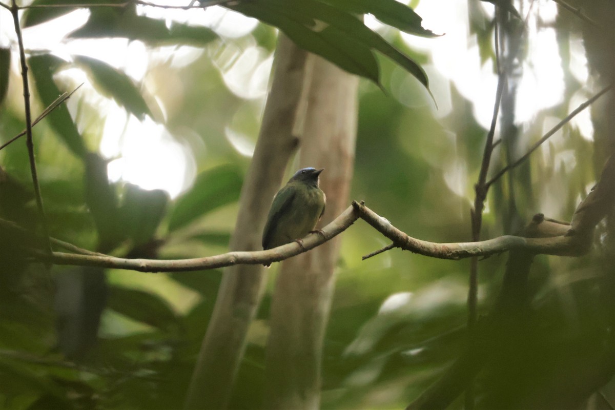 Blue-capped Manakin (Exquisite) - ML641433861