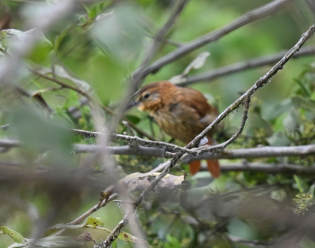 Rufous-necked Foliage-gleaner - ML641433879